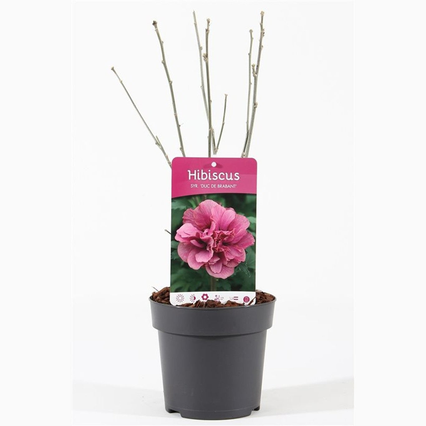 Hibiskus – Hibiscus syriacus 'Duc de Brabant' - C1,5